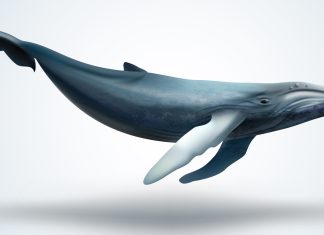 This Week XRP Whales Moved Millions of Tokens to Exchanges and Unknown Wallets this-week-xrp-whales-moved-millions-of-tokens-to-exchanges-and-unknown-wallets