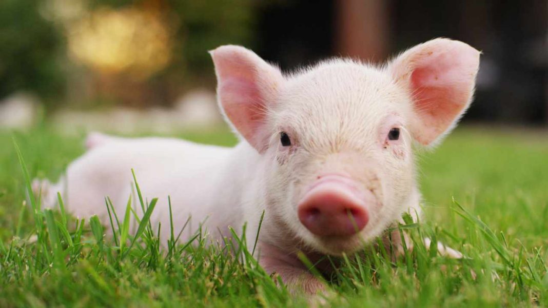 fbi-renews-warning-about-pig-butchering-crypto-scam-sweeping-the-country