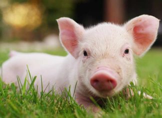 FBI Renews Warning About Pig Butchering Crypto Scam Sweeping the Country fbi-renews-warning-about-pig-butchering-crypto-scam-sweeping-the-country