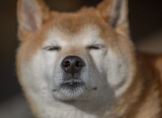 Bleak Dogecoin (DOGE) Social Sentiment Raises Questions About Price Reversal bleak-dogecoin-(doge)-social-sentiment-raises-questions-about-price-reversal