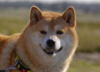 Shiba Inu Lead Developer Unveils Shibacals, Advancing Shibarium Development shiba-inu-lead-developer-unveils-shibacals,-advancing-shibarium-development