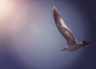 Optimism Bedrock Upgrade Sends Network Transactions Soaring By 67% optimism-bedrock-upgrade-sends-network-transactions-soaring-by-67%