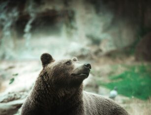 Chainlink Price Stalls At Key Support Level, Have The Bears Taken Over? chainlink-price-stalls-at-key-support-level,-have-the-bears-taken-over?