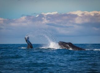 Bitcoin Witnesses Historic Whale Exodus: What You Need To Know bitcoin-witnesses-historic-whale-exodus:-what-you-need-to-know