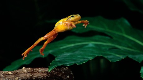 pepe-coin-makes-minor-gains-with-3.5%-spike-–-sign-of-recovery?