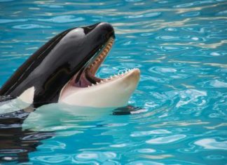 Ethereum Whales Go On Buying Spree As Market Crash Leaves Retail Panicking ethereum-whales-go-on-buying-spree-as-market-crash-leaves-retail-panicking