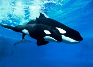 Cardano Whales Return To The Table, Increase Massive Holdings By 10% cardano-whales-return-to-the-table,-increase-massive-holdings-by-10%