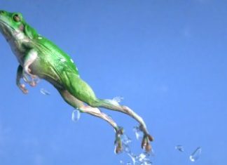 Tiny Pepe, Big Dreams: Memecoin Explodes, Eyes Dominance In The Dog House tiny-pepe,-big-dreams:-memecoin-explodes,-eyes-dominance-in-the-dog-house