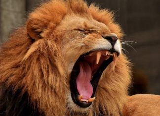 Is This The Next Meme Stock Frenzy? ROAR Explodes Over 300% After Kitty’s GME Move is-this-the-next-meme-stock-frenzy?-roar-explodes-over-300%-after-kitty’s-gme-move