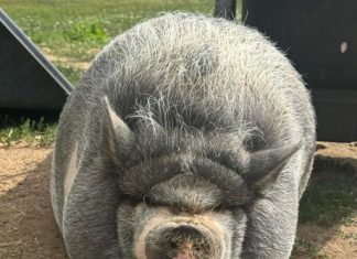 Cardano Founder’s Pig NIKE Sparks Memecoin Craze, Market Cap Nears $1 Million cardano-founder’s-pig-nike-sparks-memecoin-craze,-market-cap-nears-$1-million