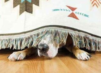 Is Dogwifhat (WIF) Down For The Count? Price Tanks 15% On Whale Exodus is-dogwifhat-(wif)-down-for-the-count?-price-tanks-15%-on-whale-exodus