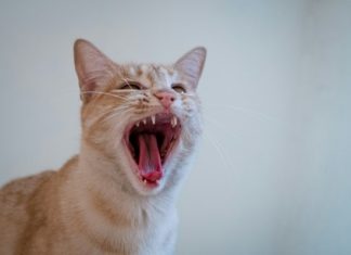 Analyst Warns Of A POPCAT Correction Following 230% Surge analyst-warns-of-a-popcat-correction-following-230%-surge