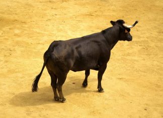 XRP Holders Labeled ‘Uneducated Perma Bulls’ By Veteran Trader – Details xrp-holders-labeled-‘uneducated-perma-bulls’-by-veteran-trader-–-details