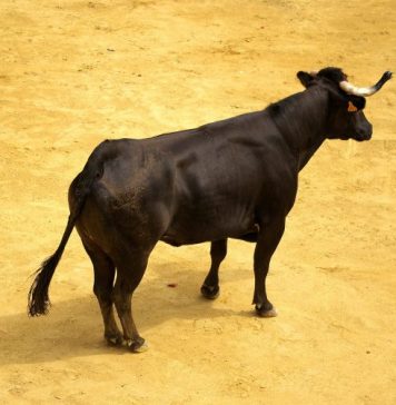 XRP Holders Labeled ‘Uneducated Perma Bulls’ By Veteran Trader – Details xrp-holders-labeled-‘uneducated-perma-bulls’-by-veteran-trader-–-details